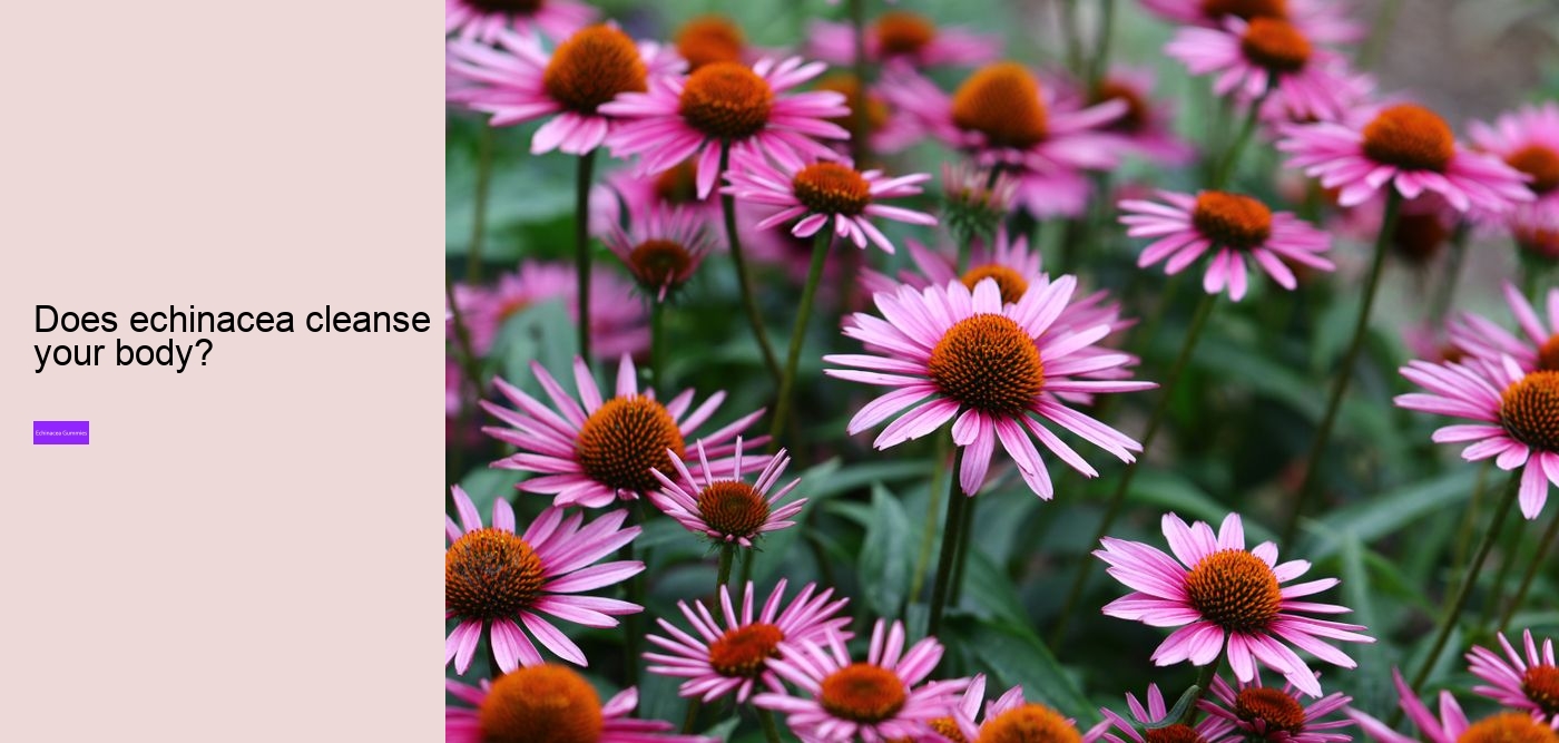 Why should you not take echinacea everyday?