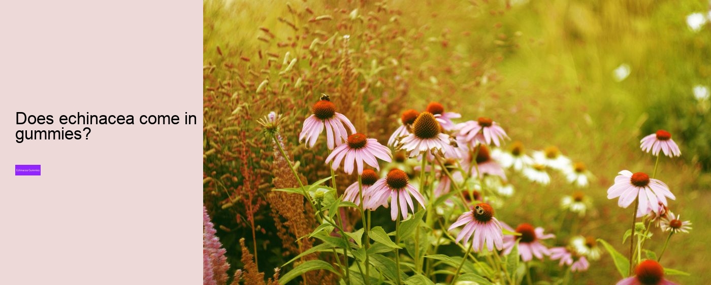 Does echinacea react with anything?