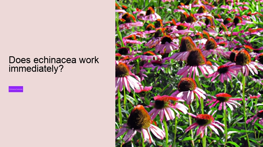 Does echinacea work immediately?