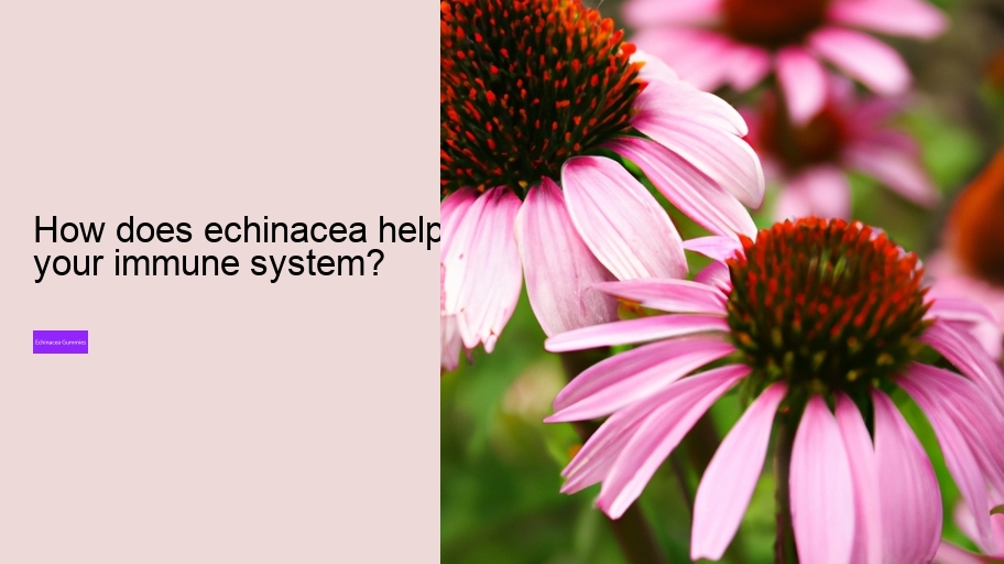 How does echinacea help your immune system?