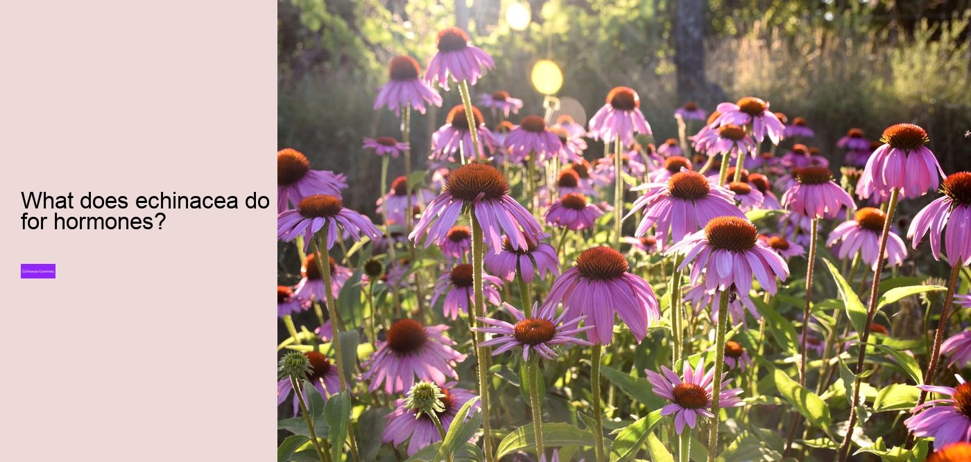 What are the side effects of echinacea?