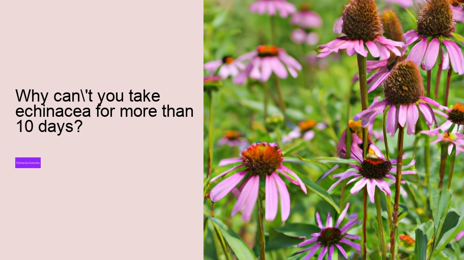 Why can't you take echinacea for more than 10 days?