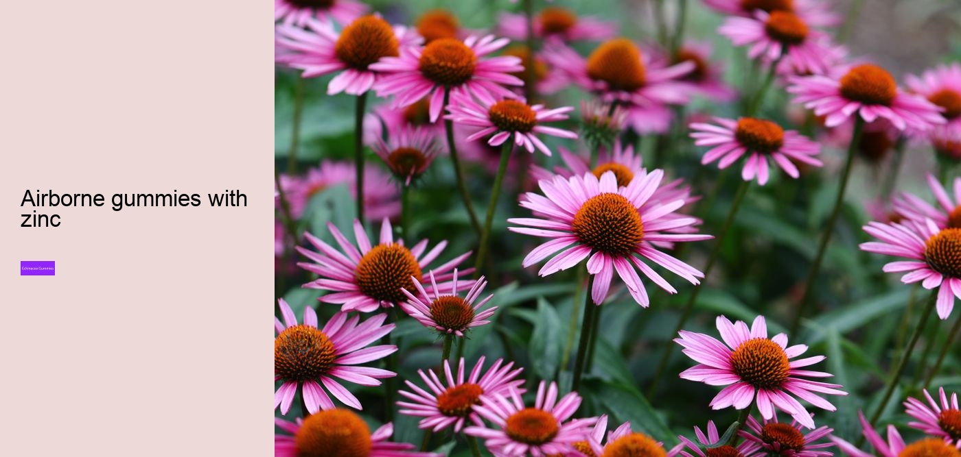 What to avoid when taking echinacea?