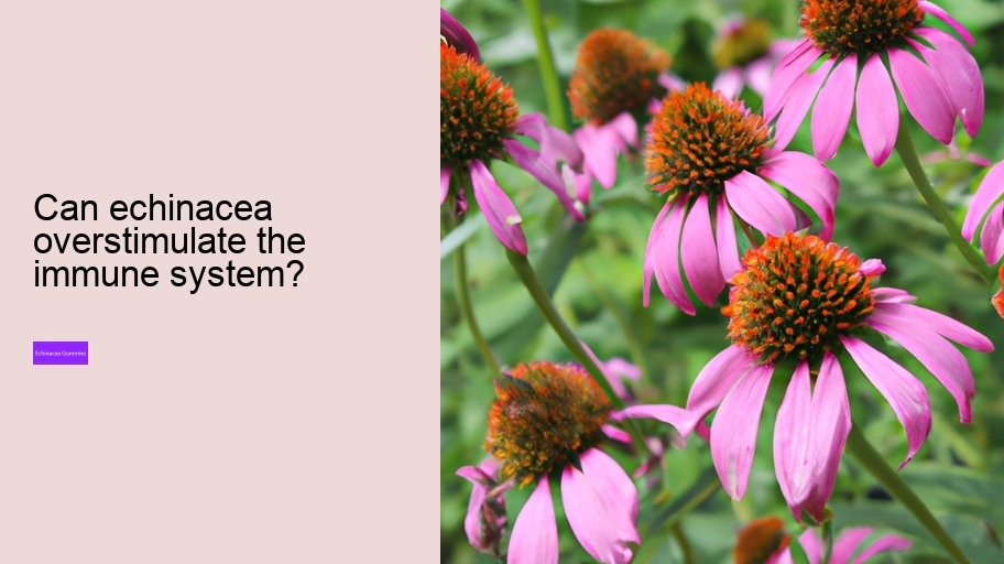 Can echinacea overstimulate the immune system?