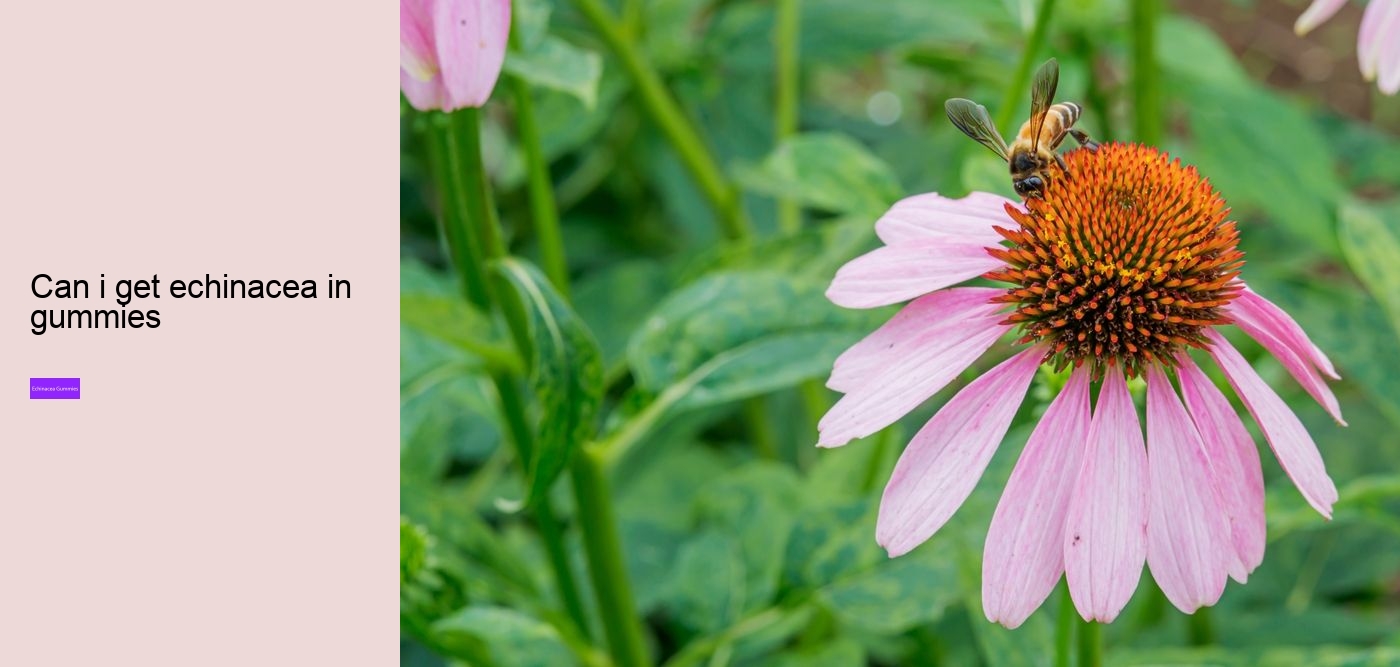 What are the pros and cons of echinacea?