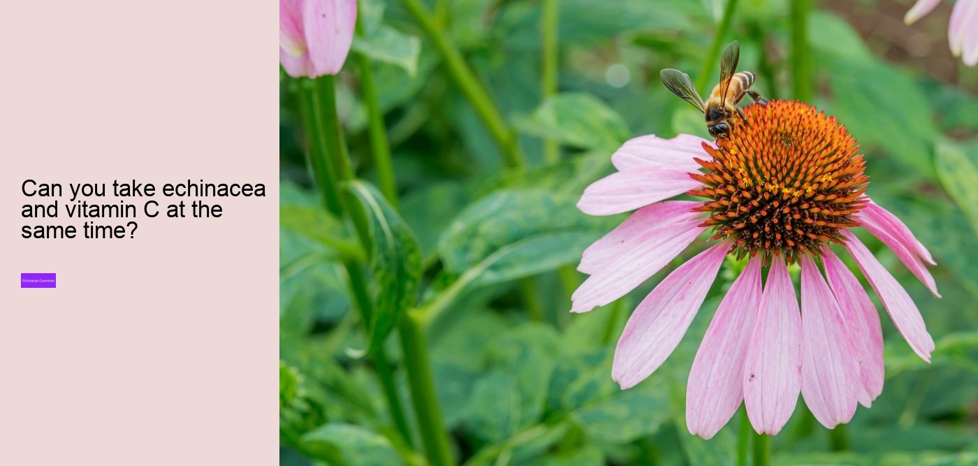 elderberry gummies with echinacea