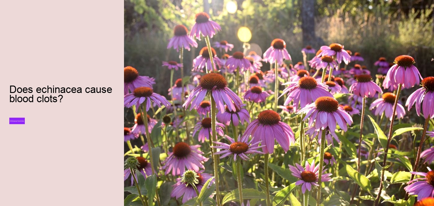 Does echinacea have caffeine?