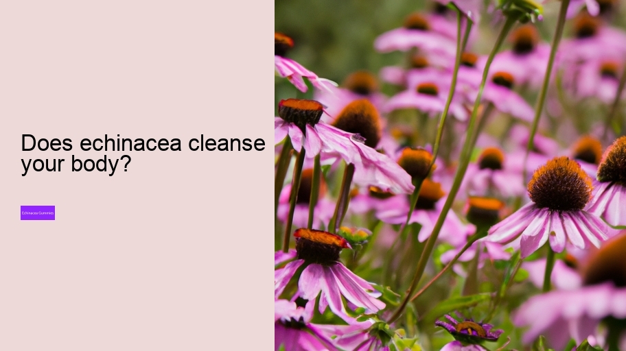 Does echinacea cleanse your body?