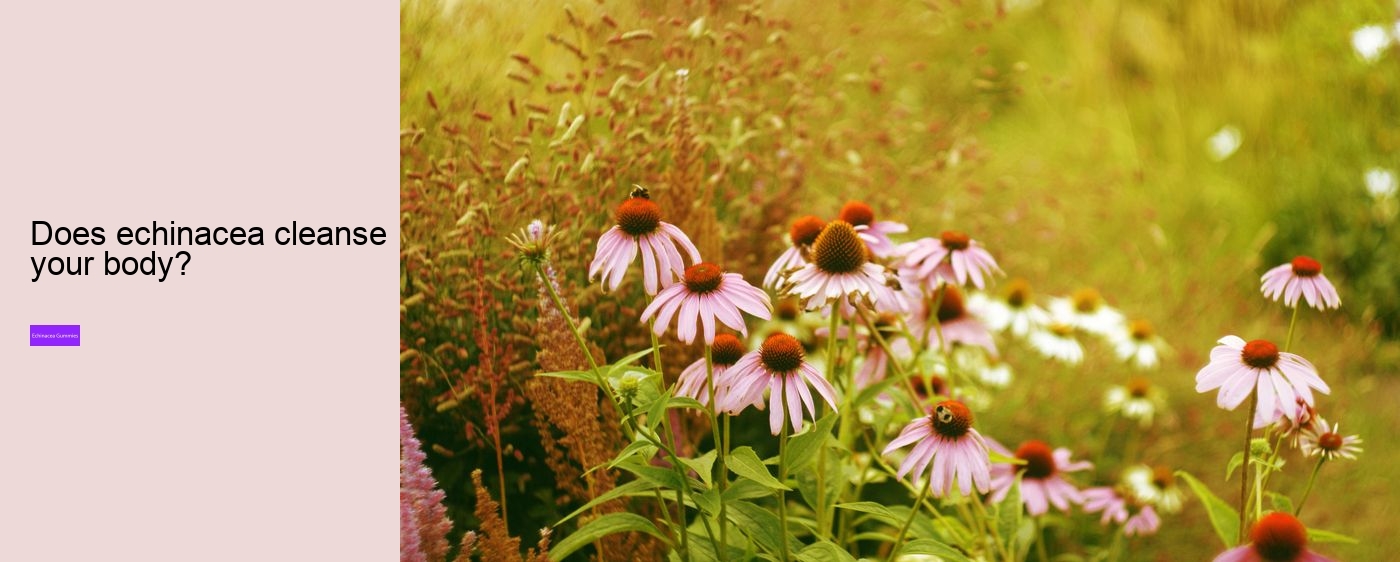 are there echinacea in gummies