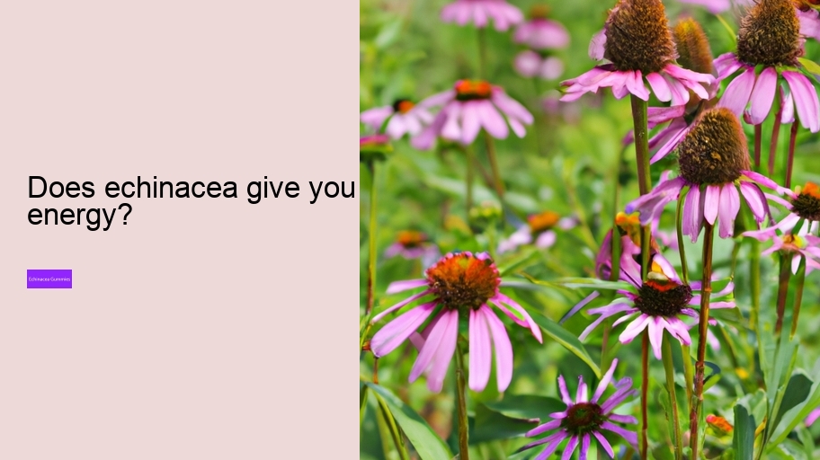 Does echinacea give you energy?