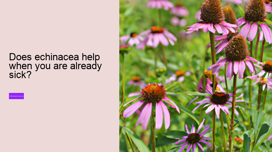 Does echinacea help when you are already sick?