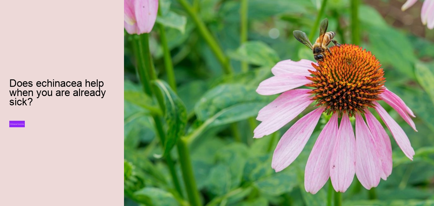 Does echinacea affect sleep?