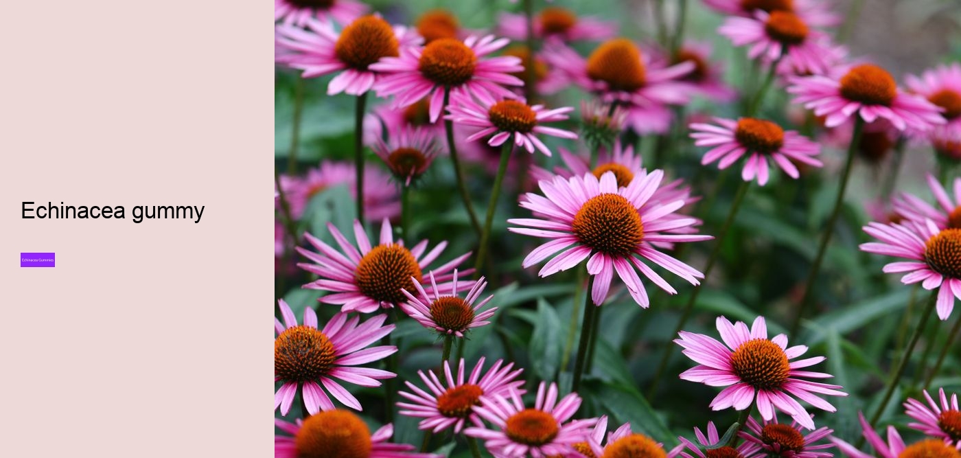 Does echinacea give you energy?