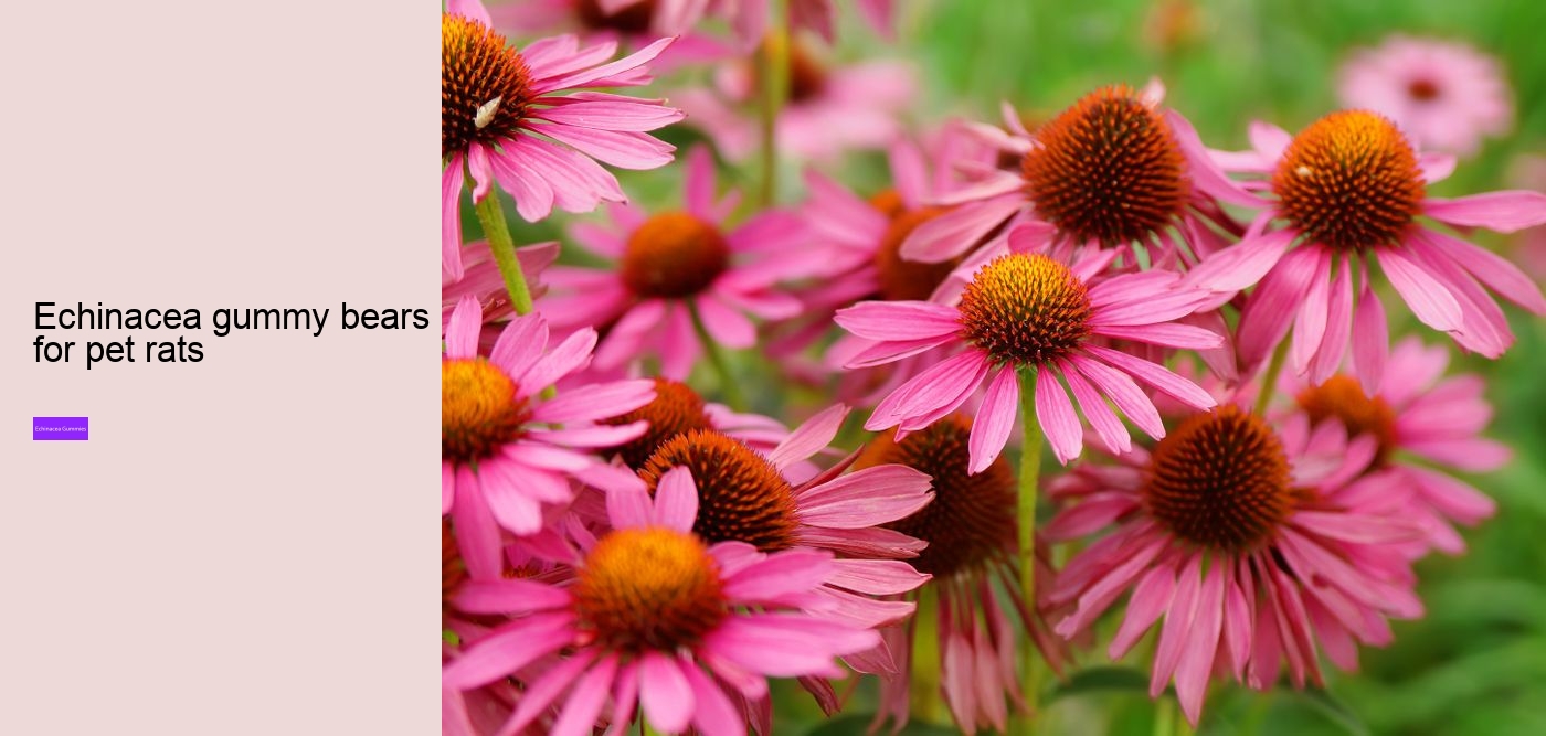 What to avoid when taking echinacea?