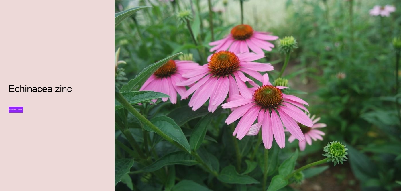 Is echinacea a natural antibiotic?