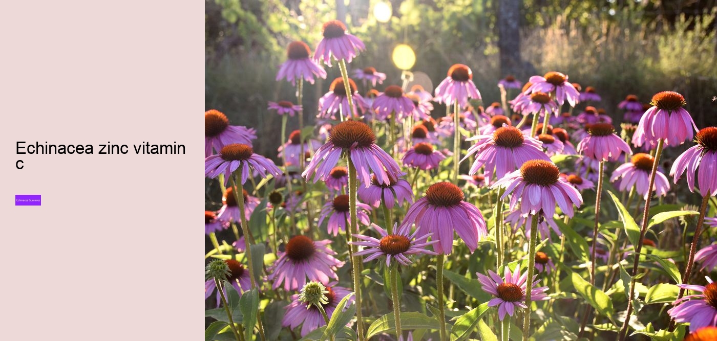 gummy echinacea bears