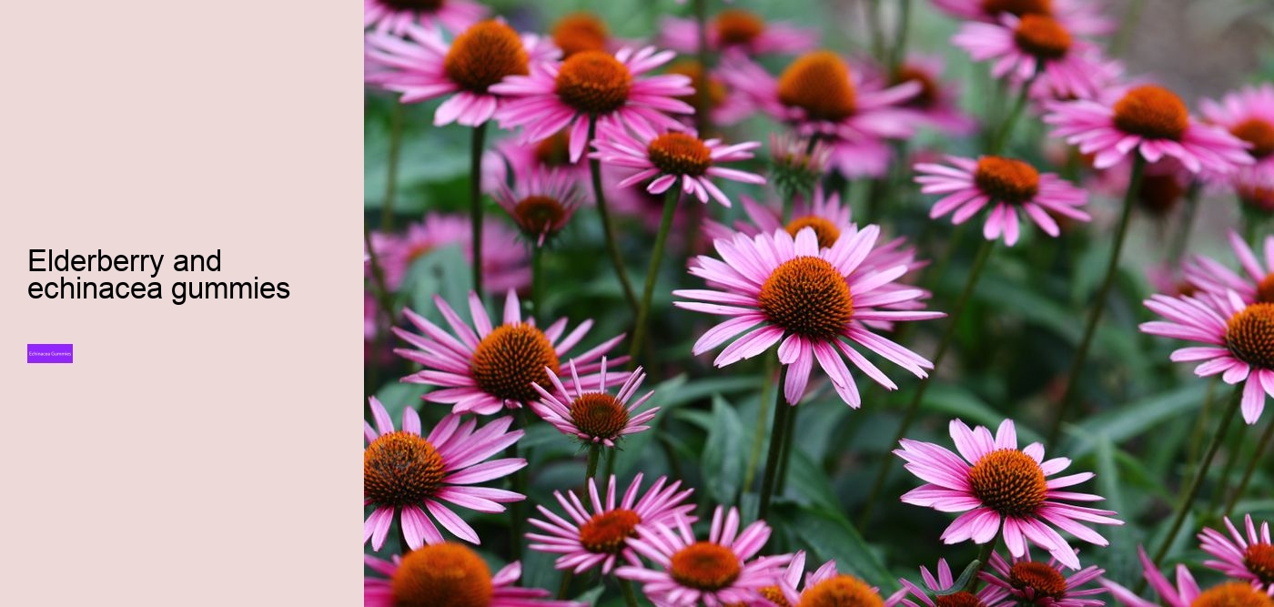 echinacea gummies for toddlers