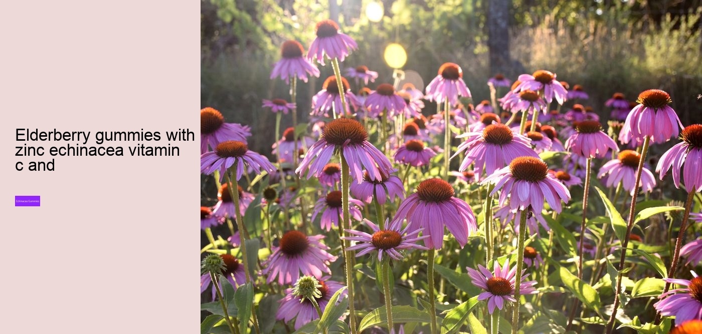 vitamin c and echinacea gummies