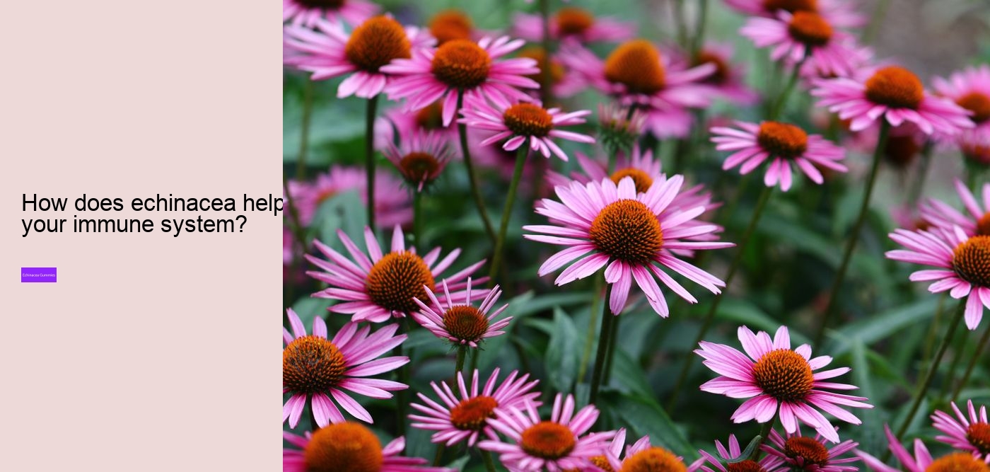 Does echinacea cause anxiety?