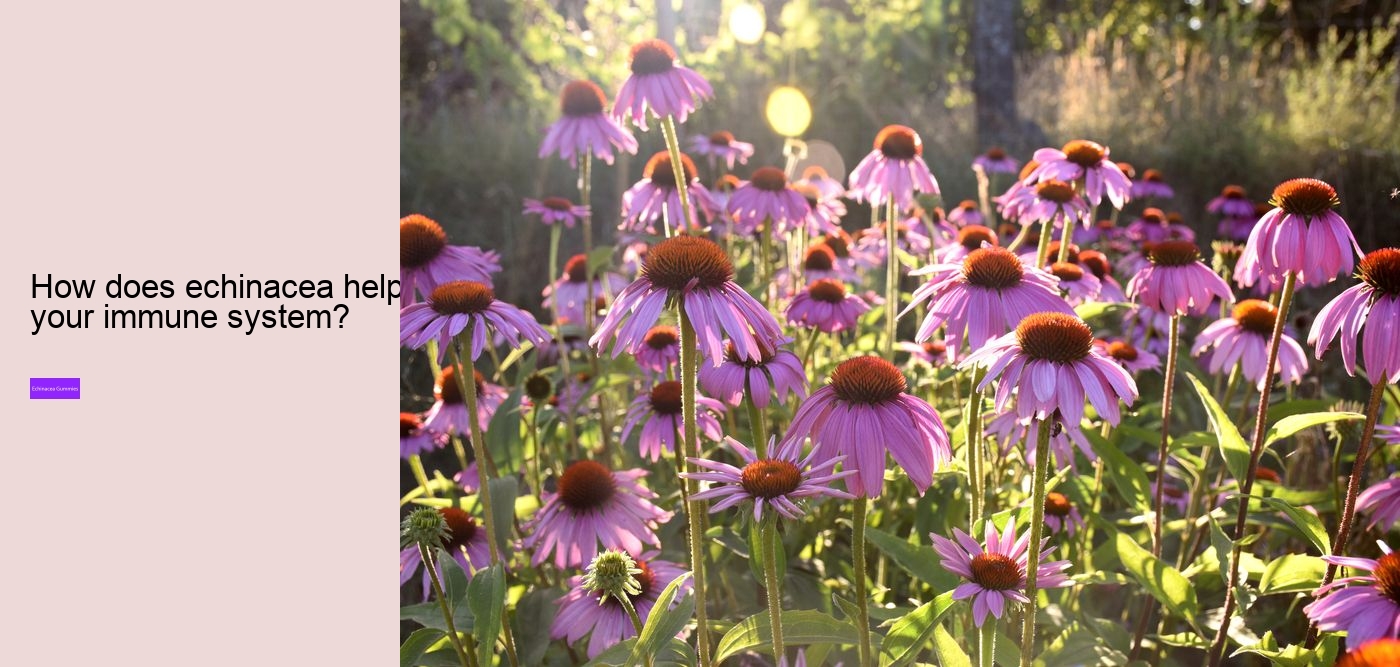 How does echinacea help your immune system?