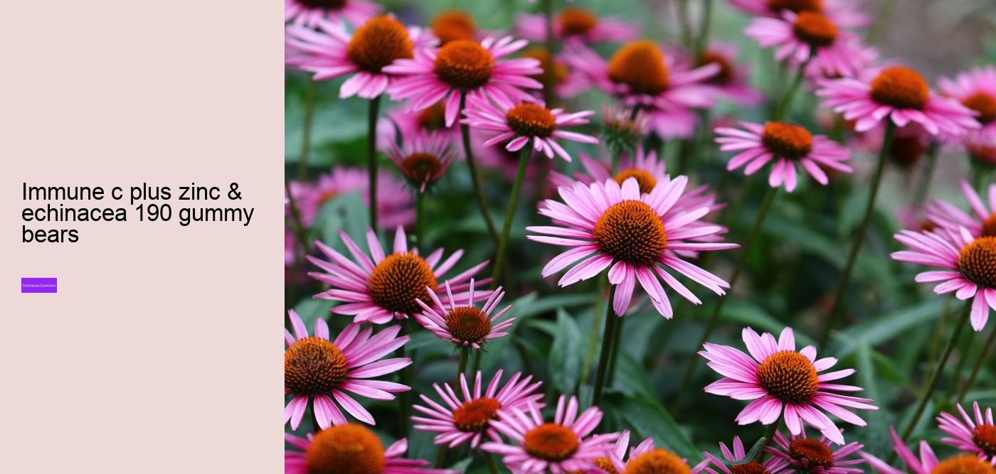 How long does it take for echinacea to work?