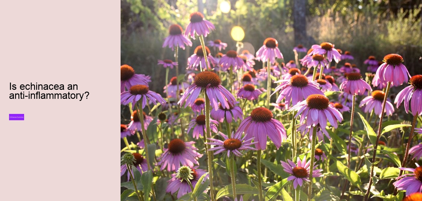 propolis and echinacea gummies benefits