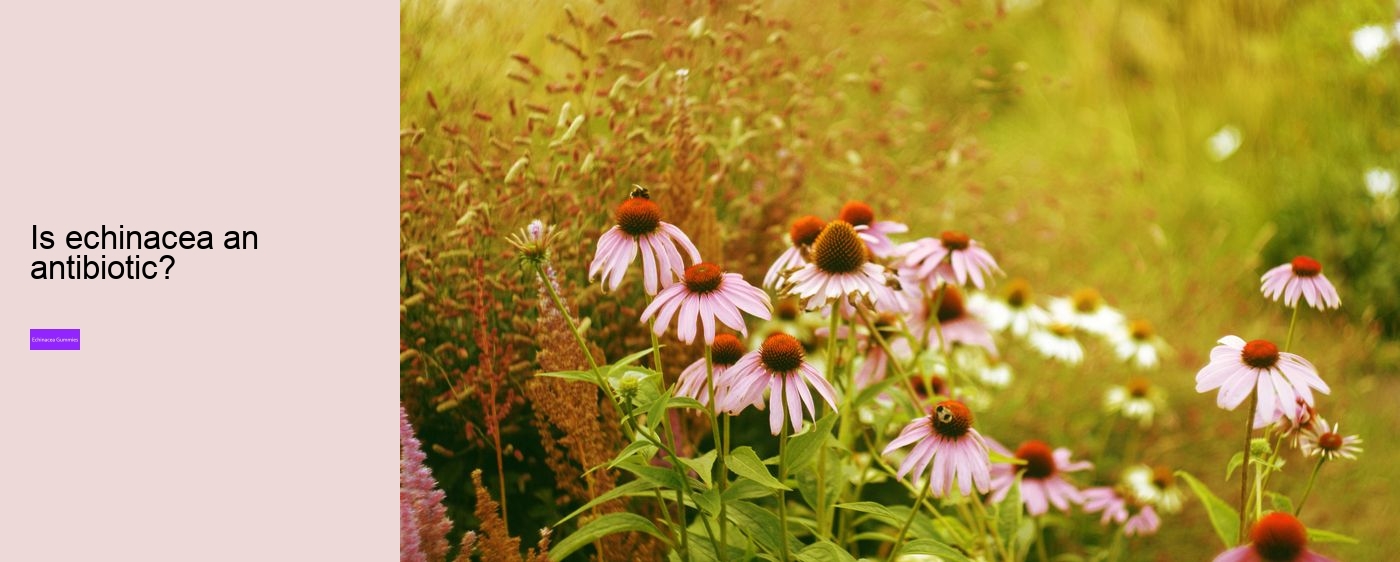 Is echinacea good for your gut?