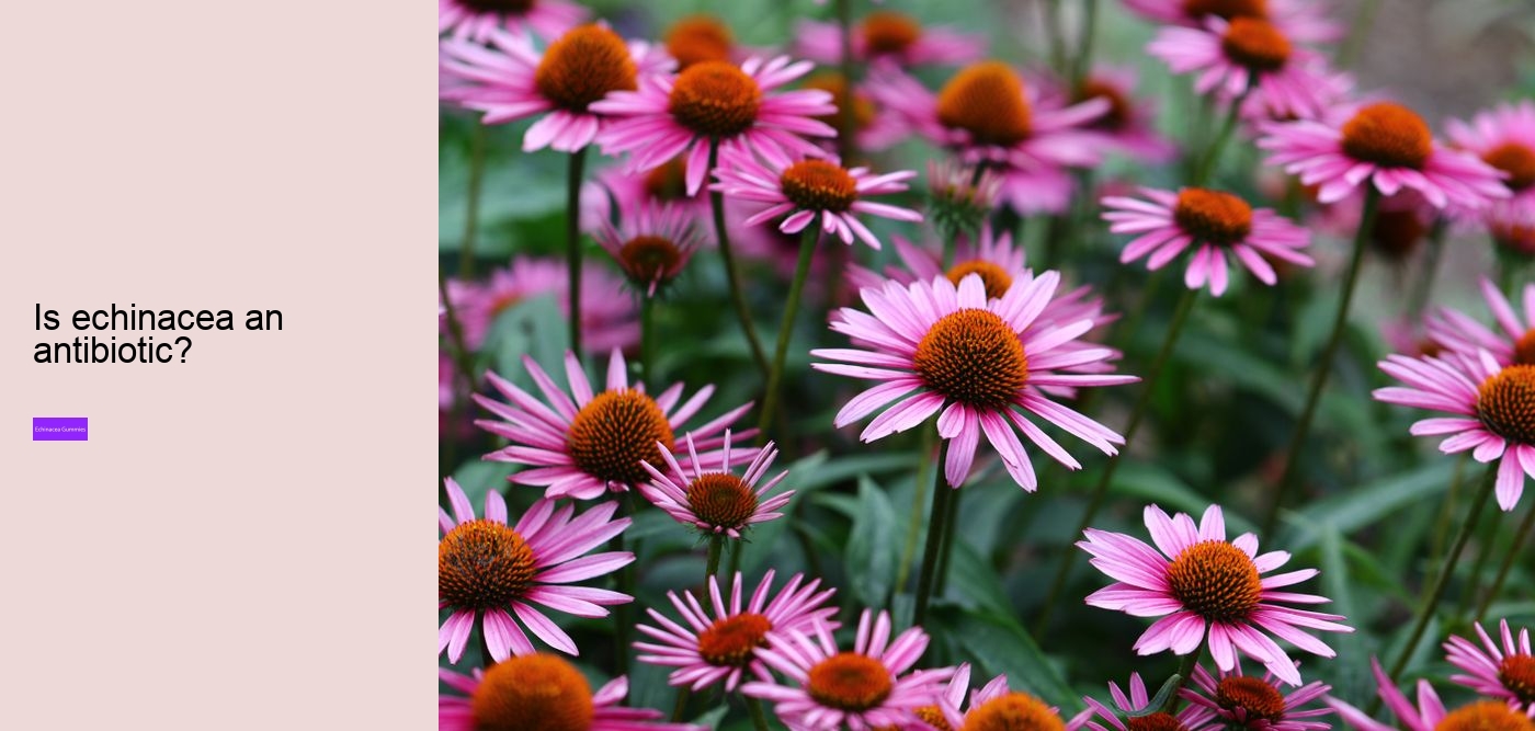 Why not take echinacea on an empty stomach?