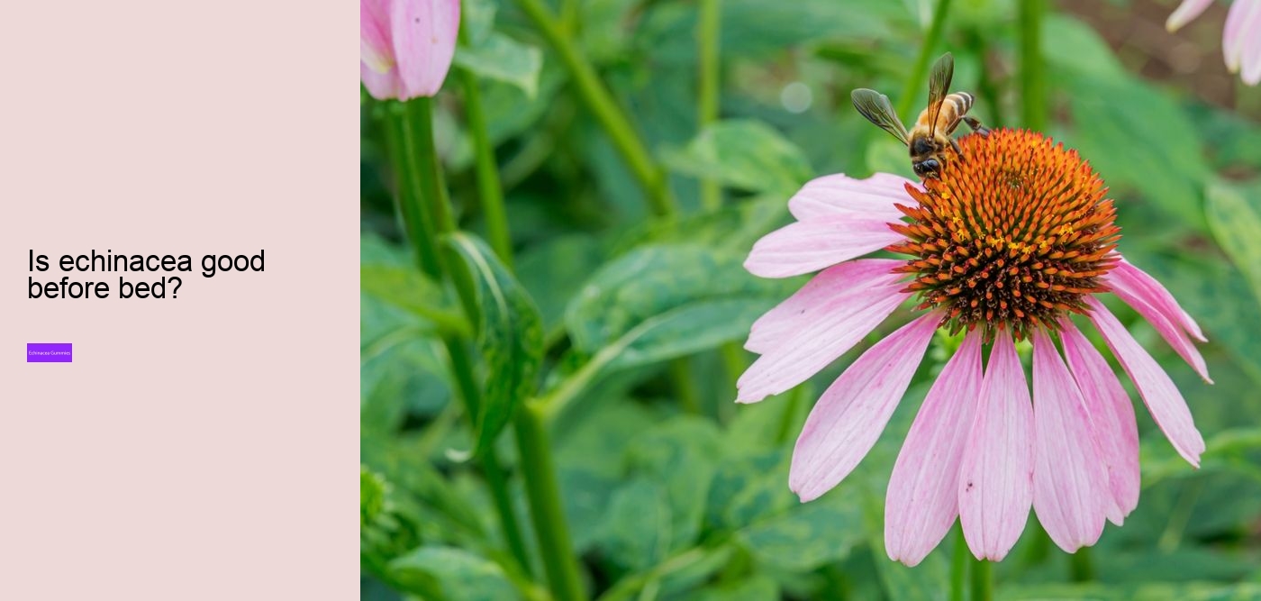 What does echinacea do for hormones?