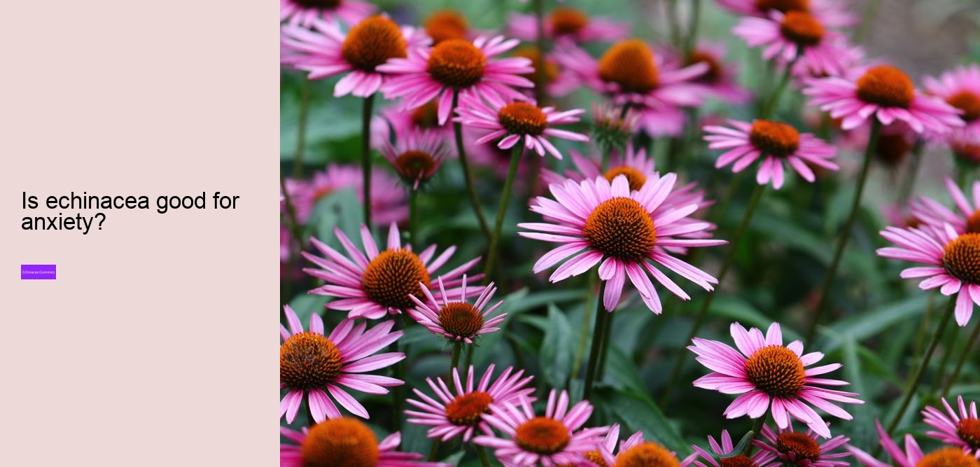 Does echinacea make you sleepy?