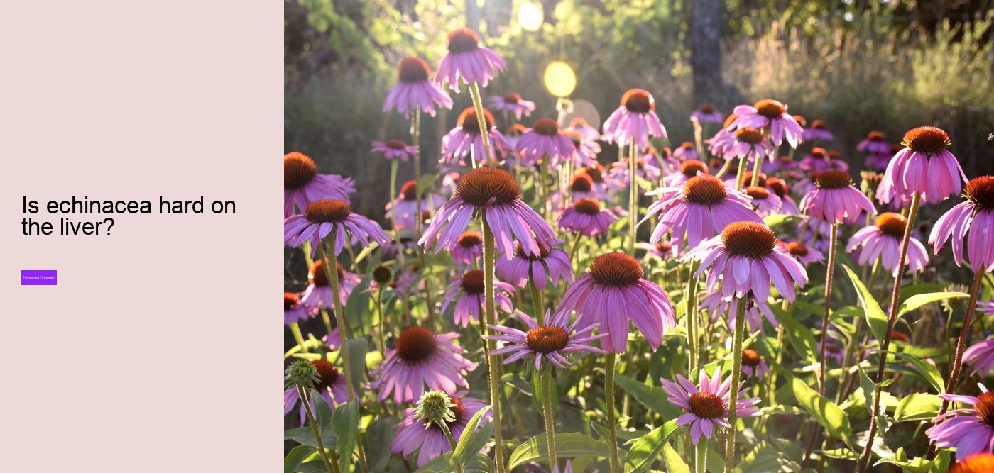 Does echinacea increase histamine?