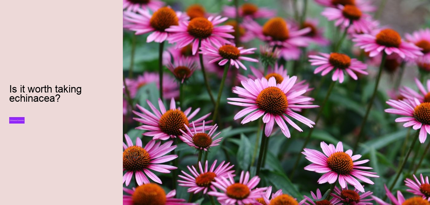 Is echinacea safe for heart?