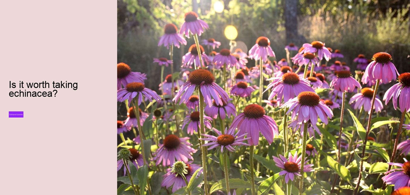 How long can you safely take echinacea?