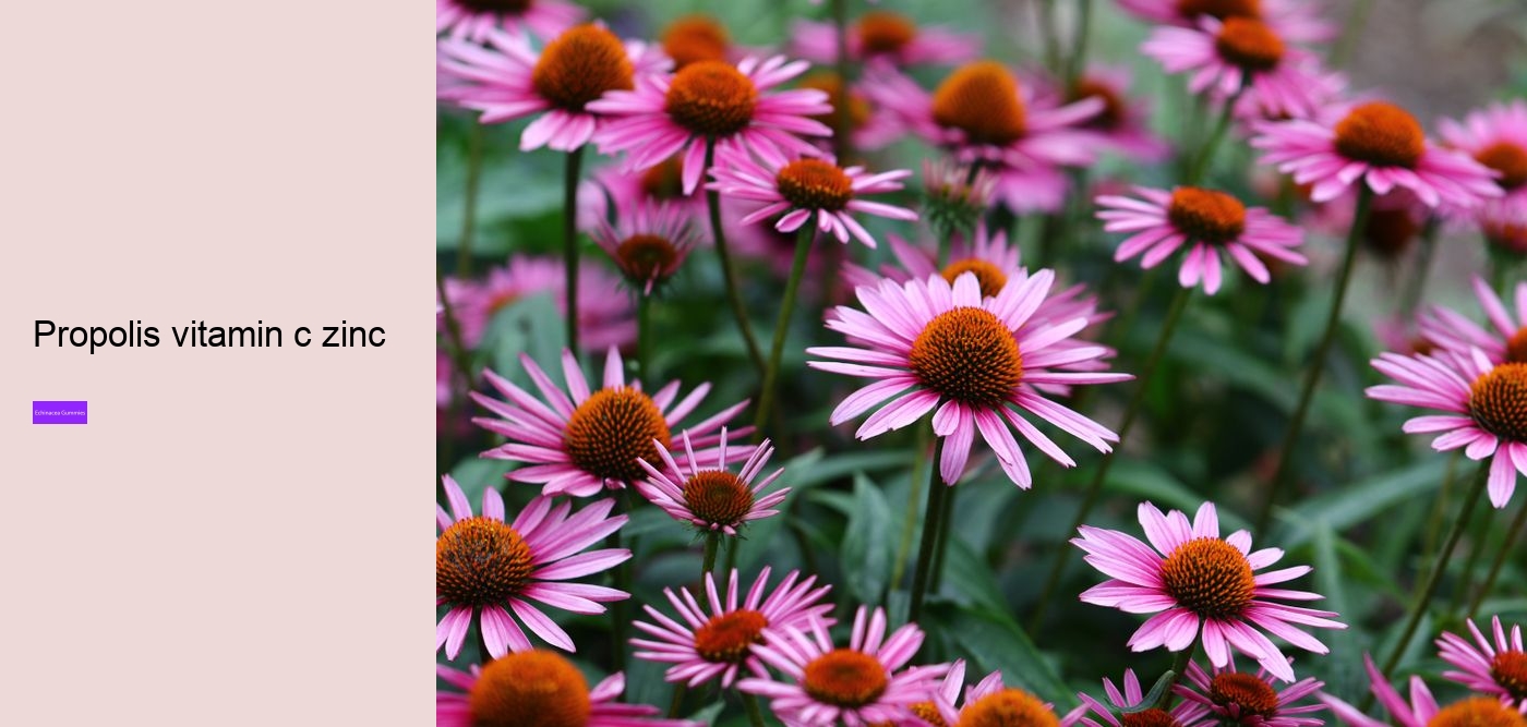 Is echinacea an anti inflammatory?