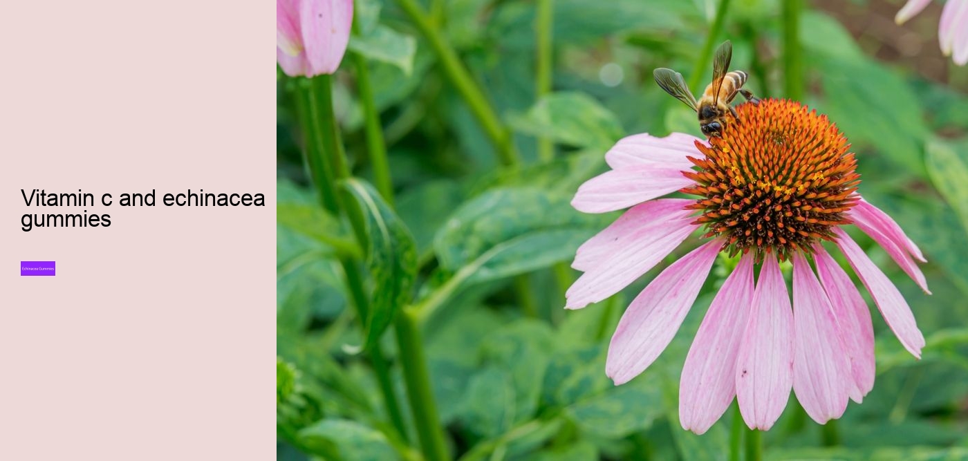 Why can't you take echinacea for more than 10 days?