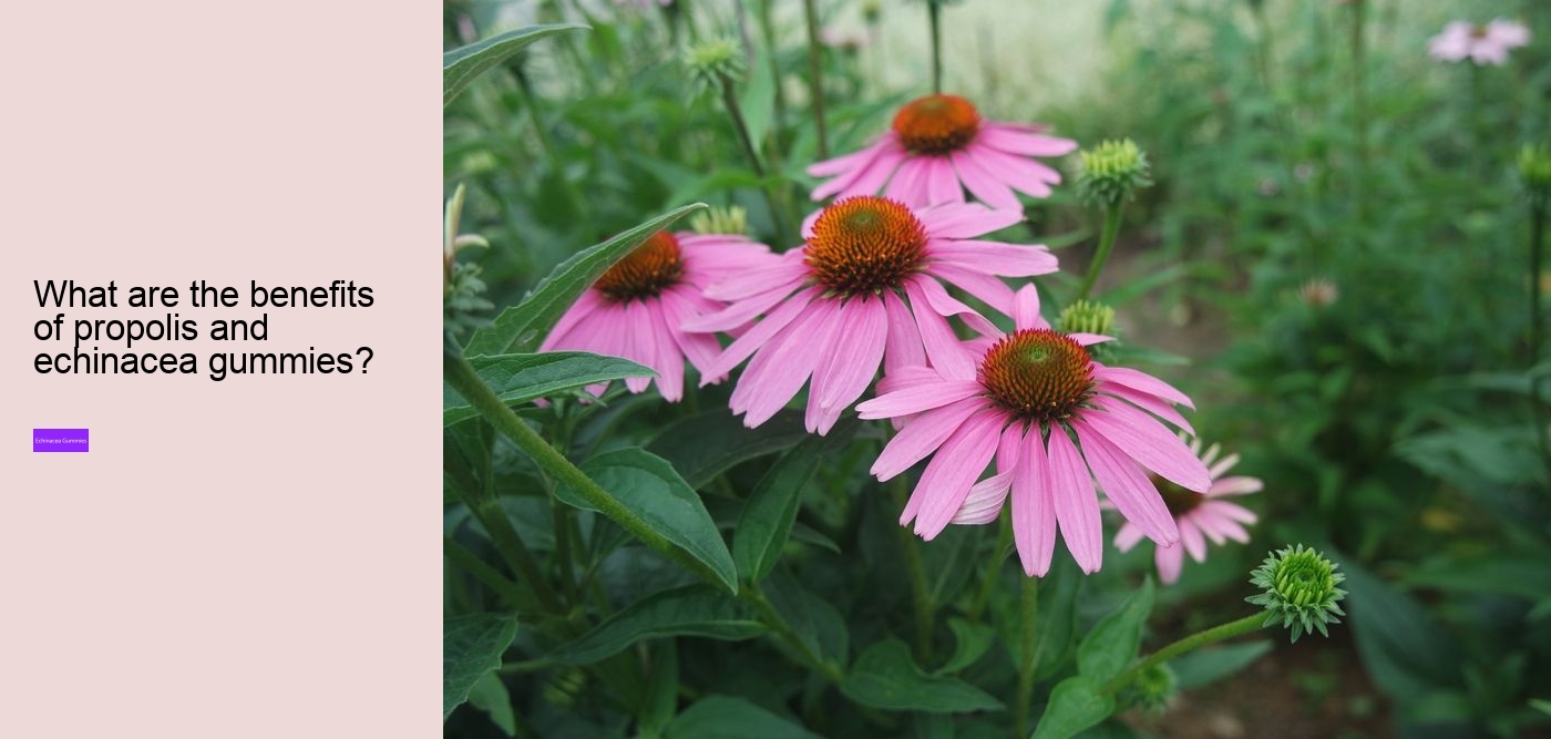 elderberry and echinacea gummies