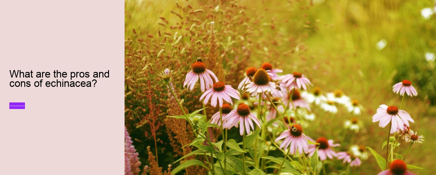 elderberry echinacea gummies