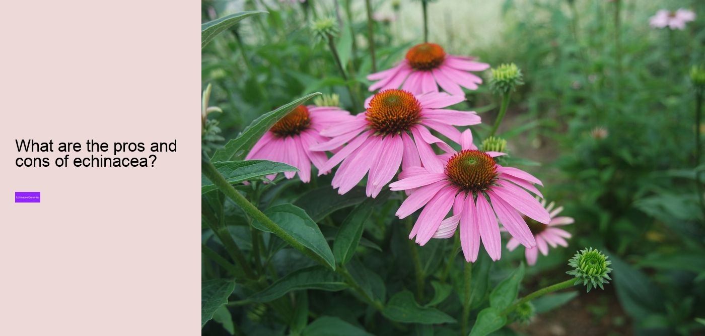 How long can you safely take echinacea?