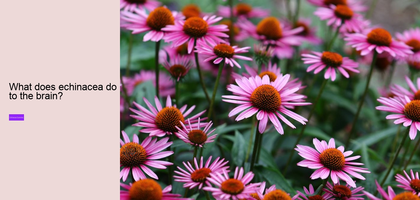 Is echinacea hard on the liver?