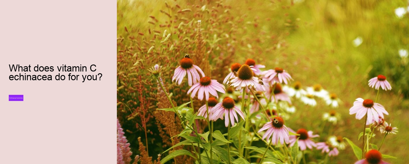 How much echinacea can I take a day?