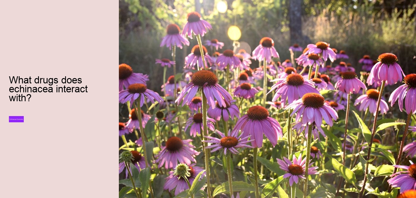 echinacea zinc vitamin c