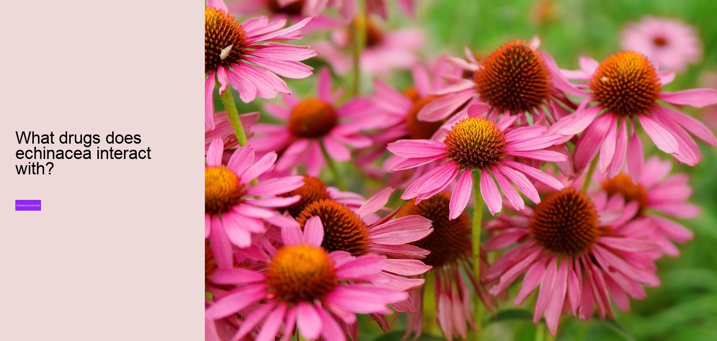 Can I take echinacea supplements everyday?