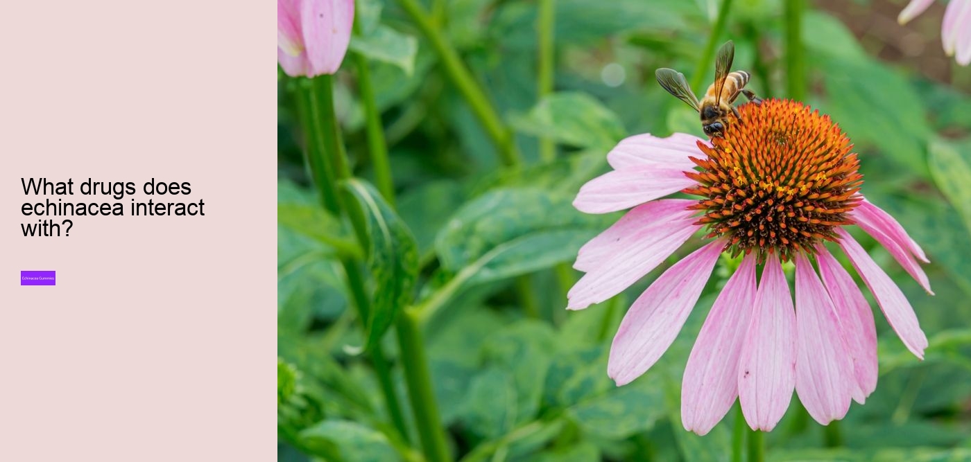 Which brand of echinacea is best?