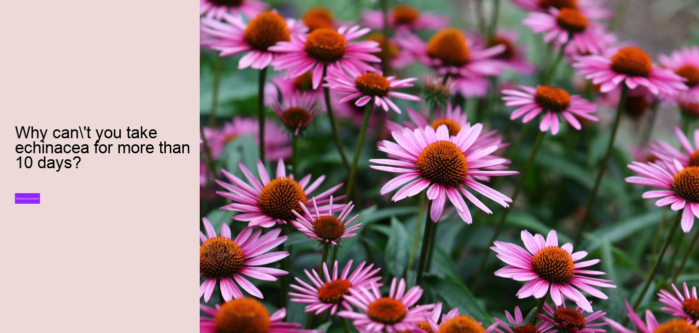 echinacea zinc and vitamin c