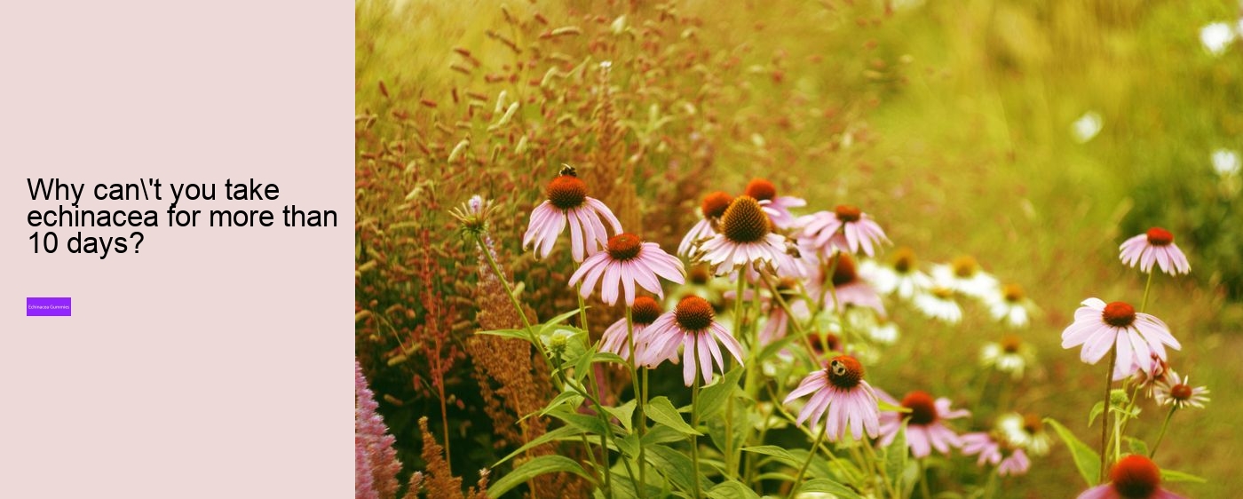 echinacea zinc vitamin c