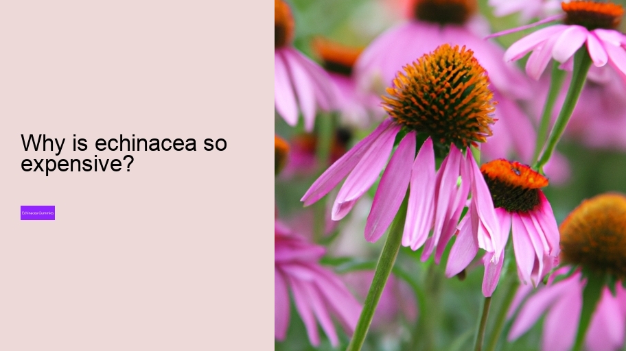 Why is echinacea so expensive?